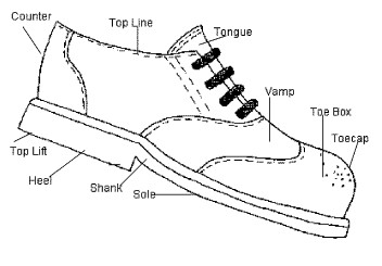 anatomydiagram