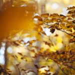 fall-1031695_960_720